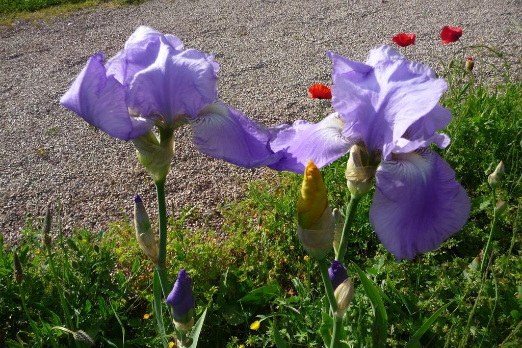 Maison D'Hotes Les Coquelicots Giverny Cameră foto